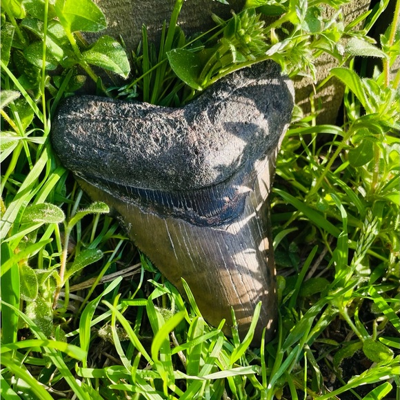 c_and_j_fossils